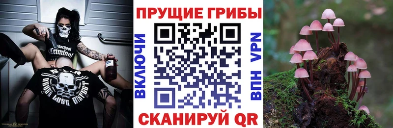 Псилоцибиновые грибы Psilocybine cubensis мега как войти Аркадак наркота